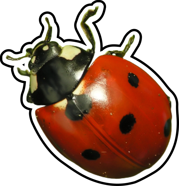 Coccinella Hover